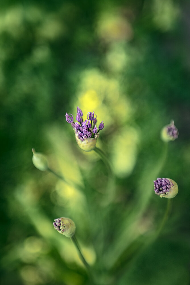 Photograph by Ирина Сафонова