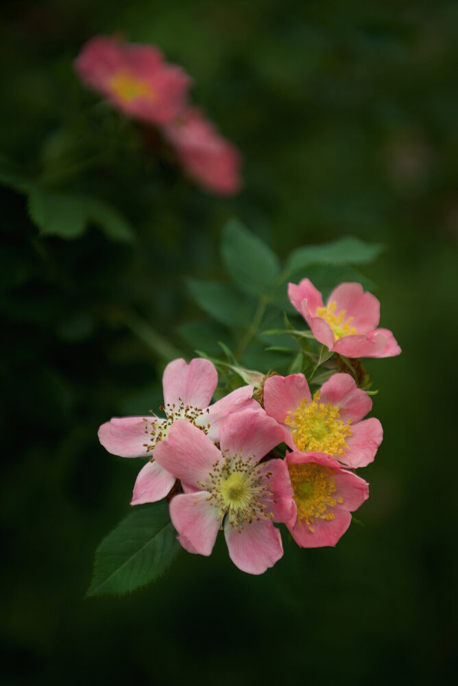 Photograph by Ирина Сафонова
