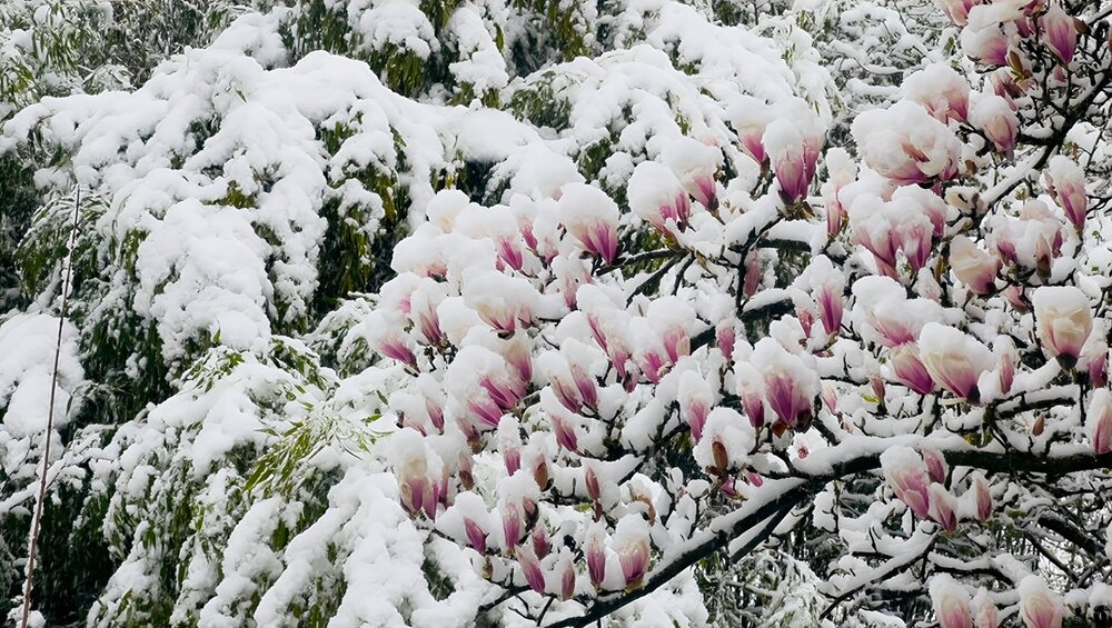 Resilience in Bloom