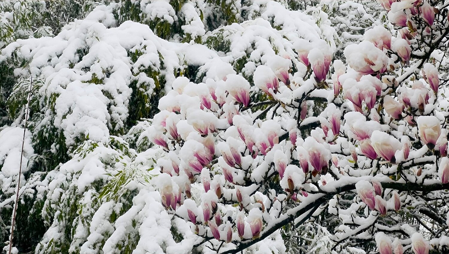 Resilience in Bloom