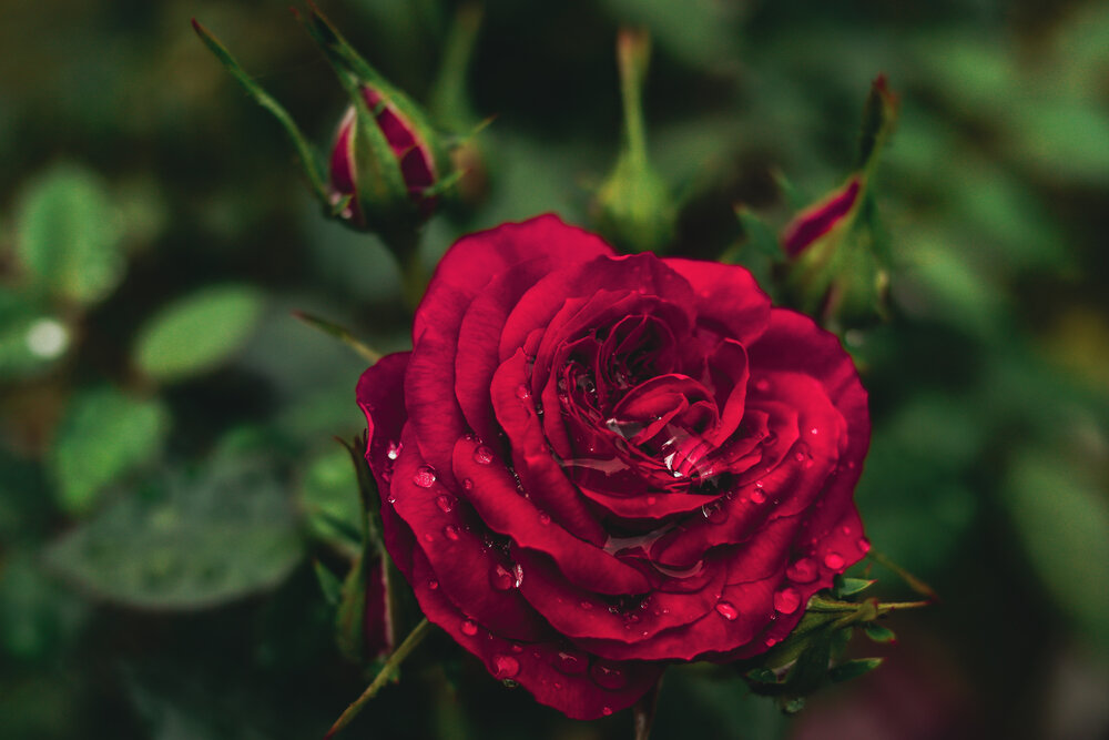 Photograph by Евгения Суслова