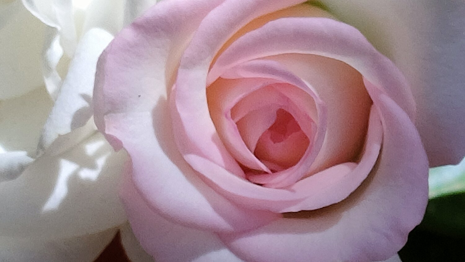 Photo #13878912