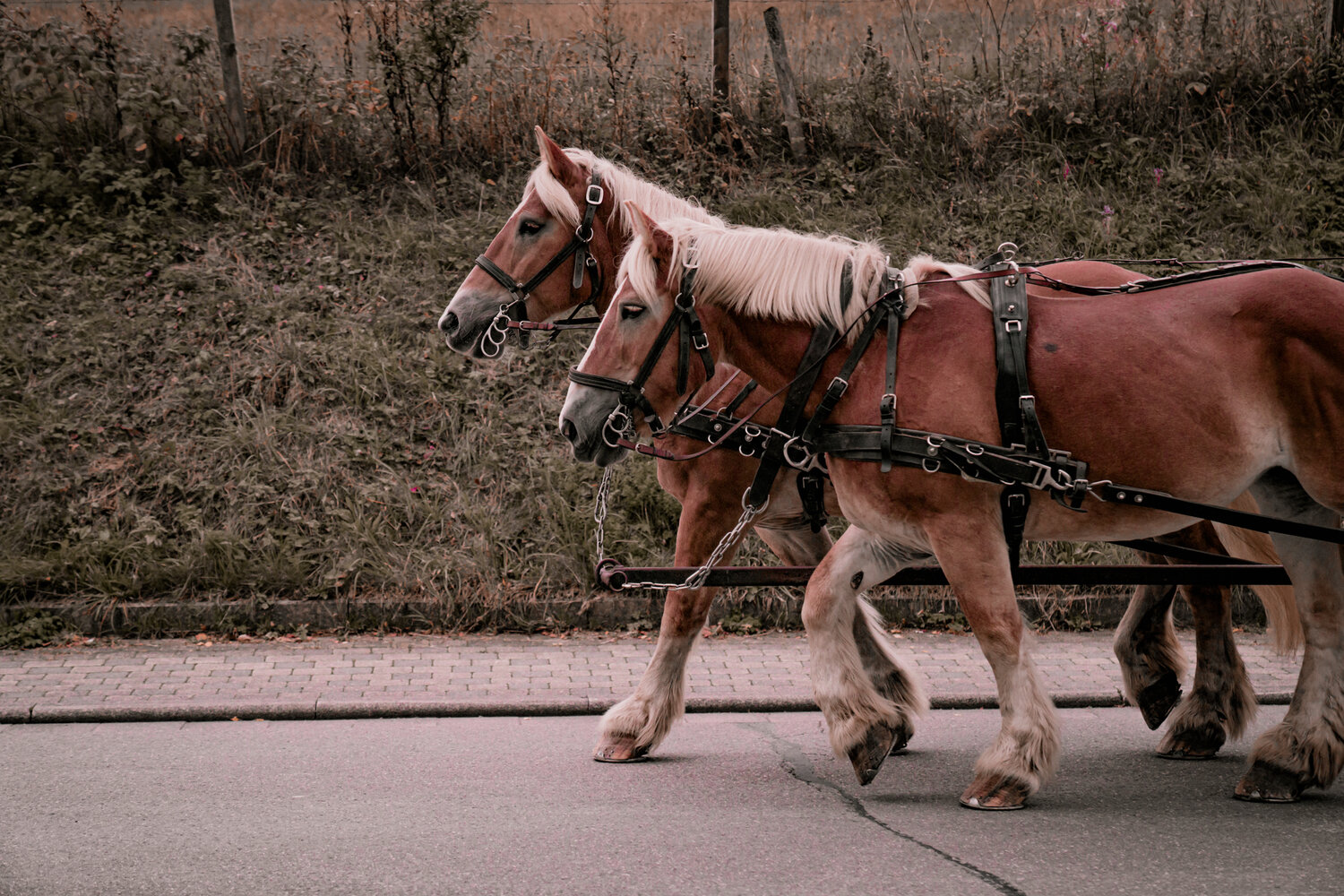 Photo #13878925