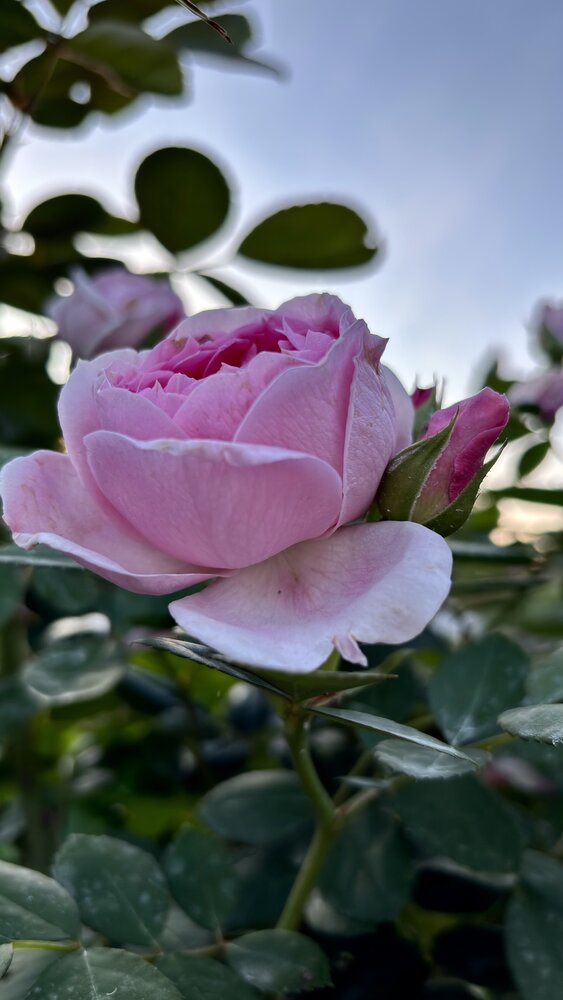 Photograph by Ирина Елисеева