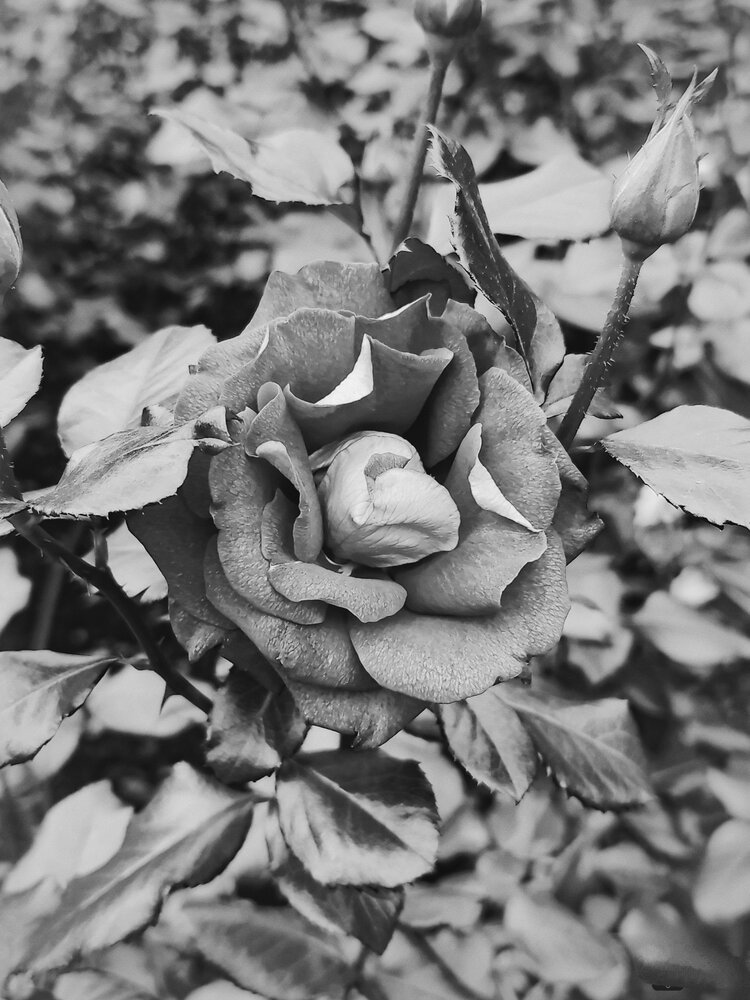 Photo #13879013