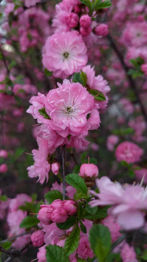 Сибирская сакура