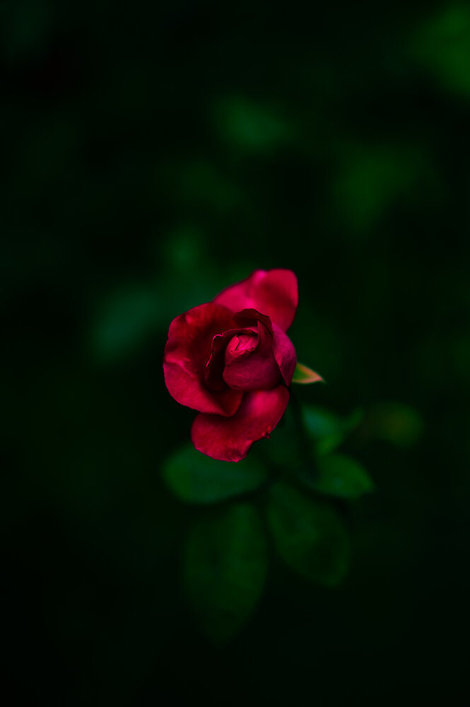 Photograph by Sekhar Sonar