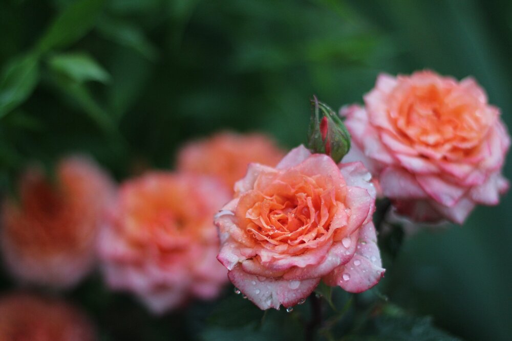 Photograph by Екатерина Ракова