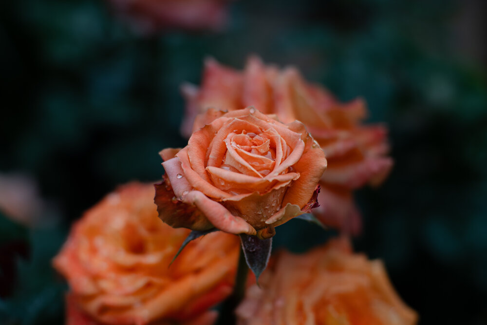 Photograph by Аиша Гордеева