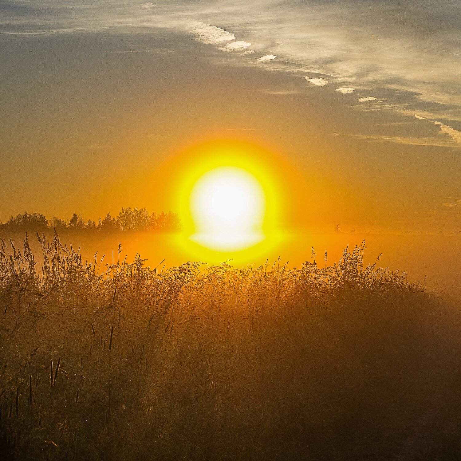 Photo #13879632