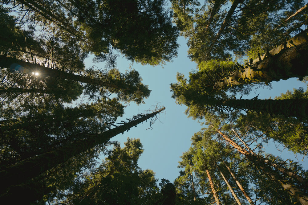 Gazing Up