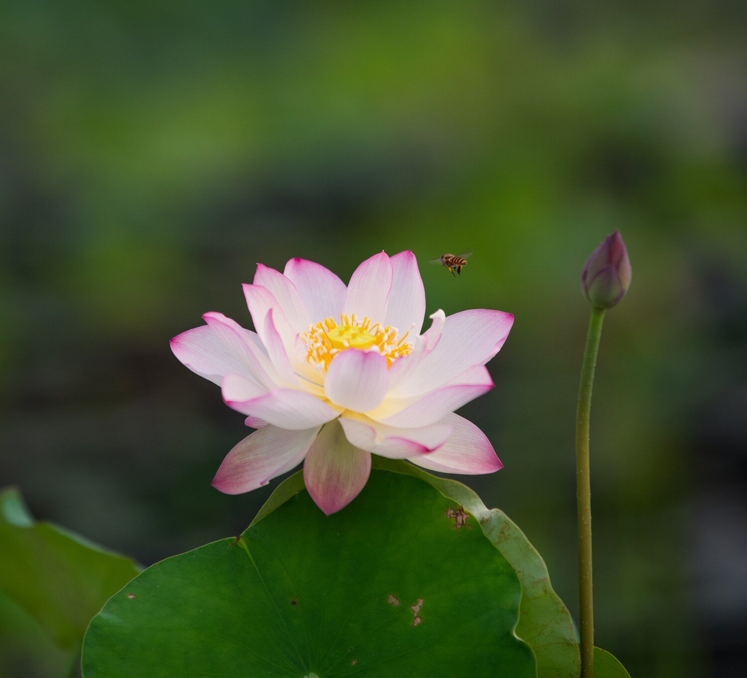 Busy bee beside pink Lotus Flower Busy bee beside pink Lotus Flower
