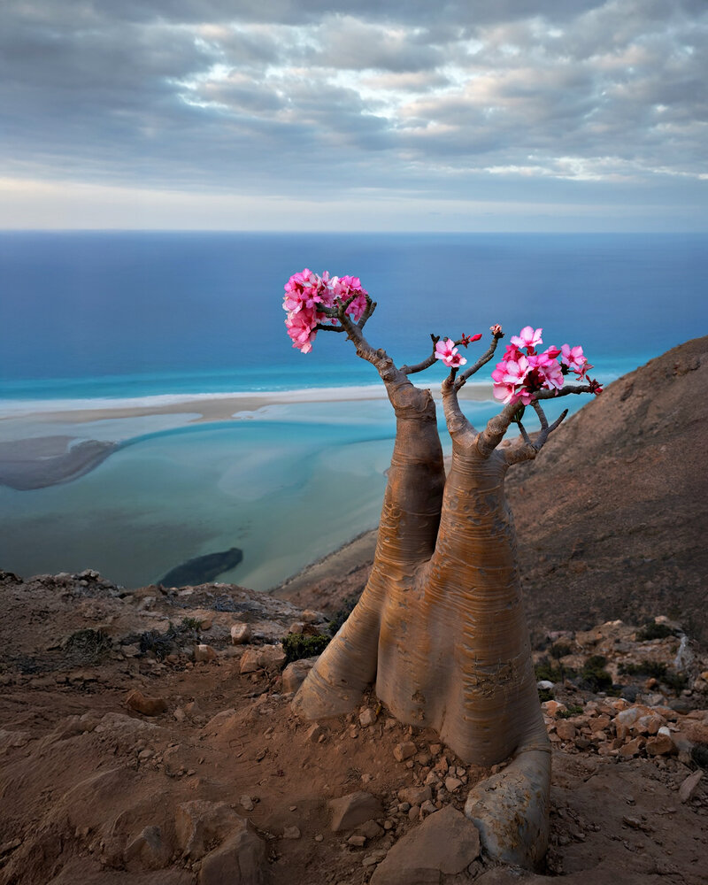 Desert Rose Blossoms: Socotra’s Cliffside Elegance