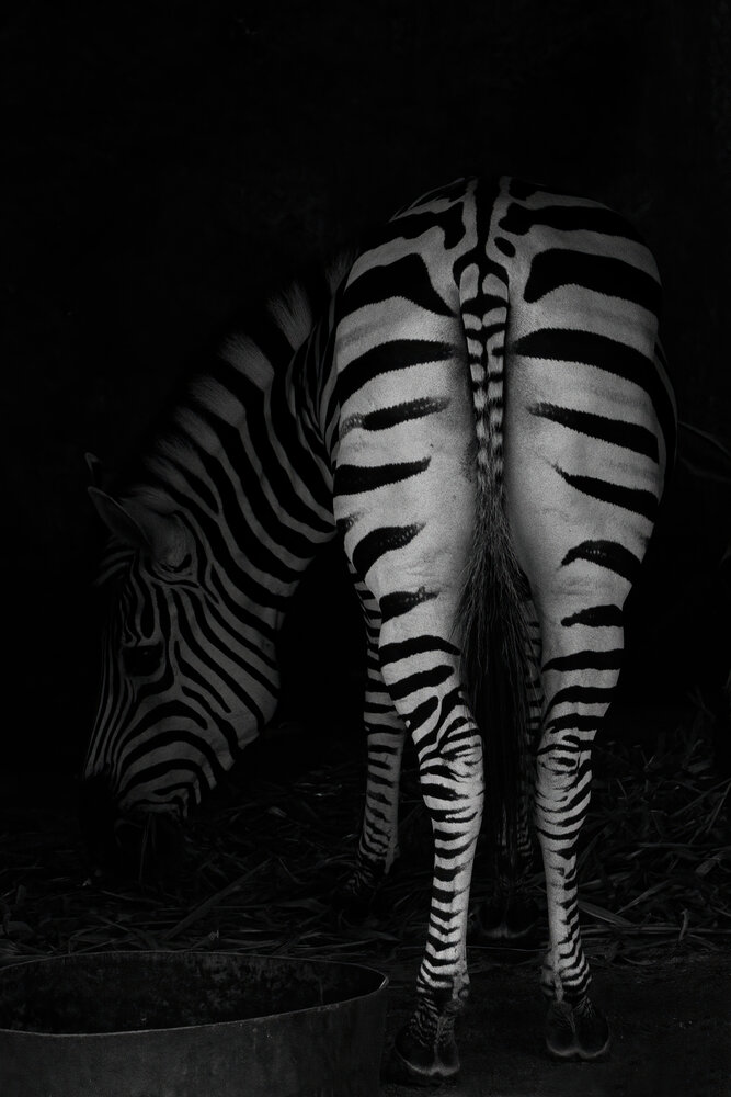 Photograph by Shehan Dondeenu