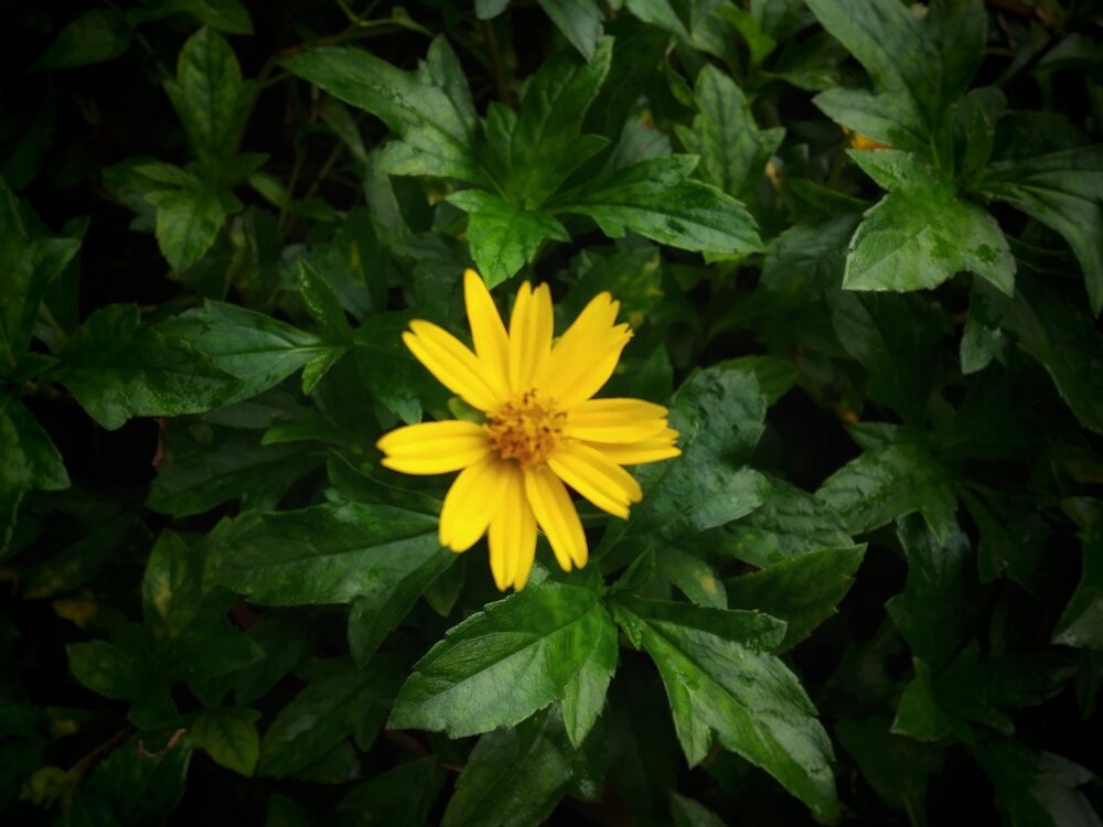 Photograph by Supriti Mondal