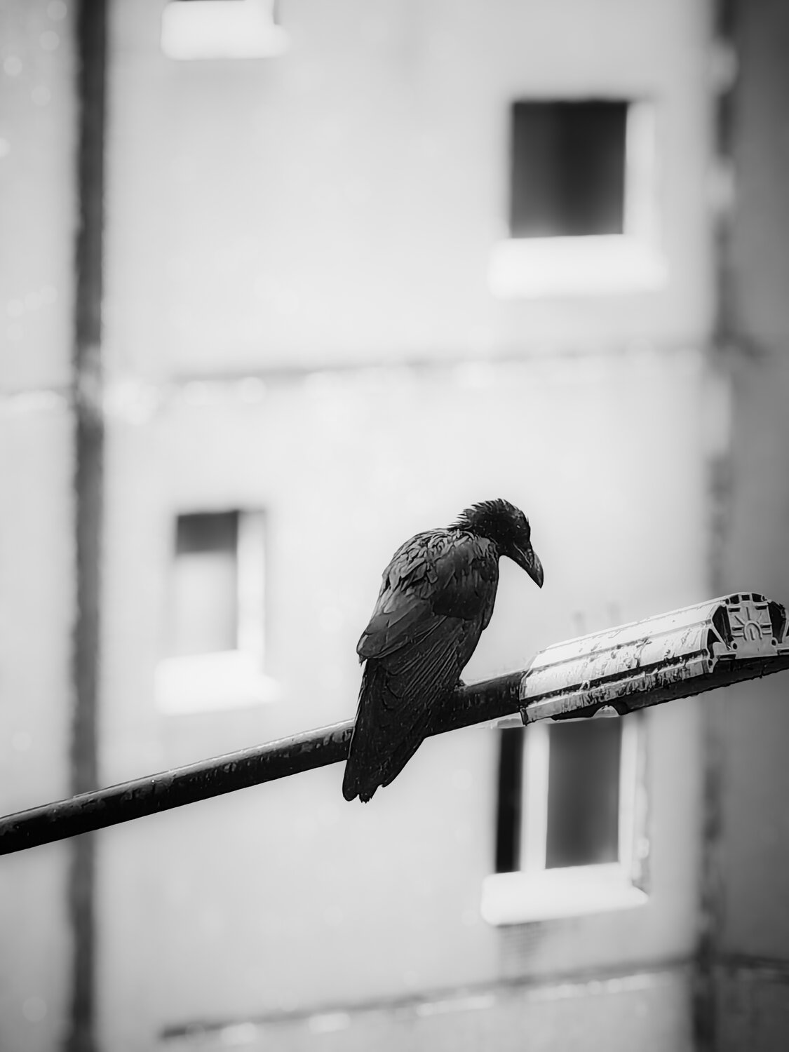 Photo #13880155