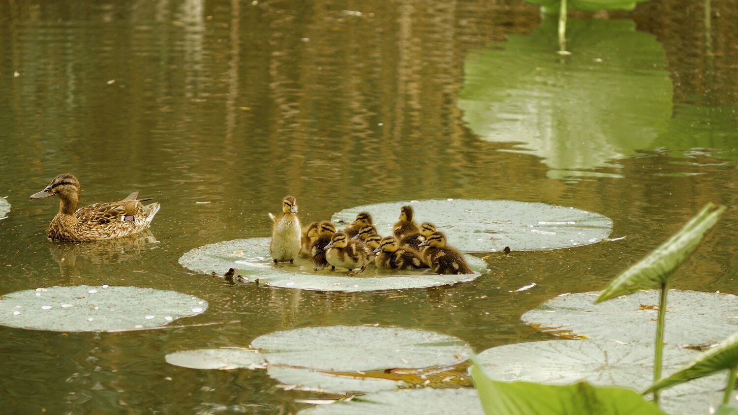 Photo #13880234