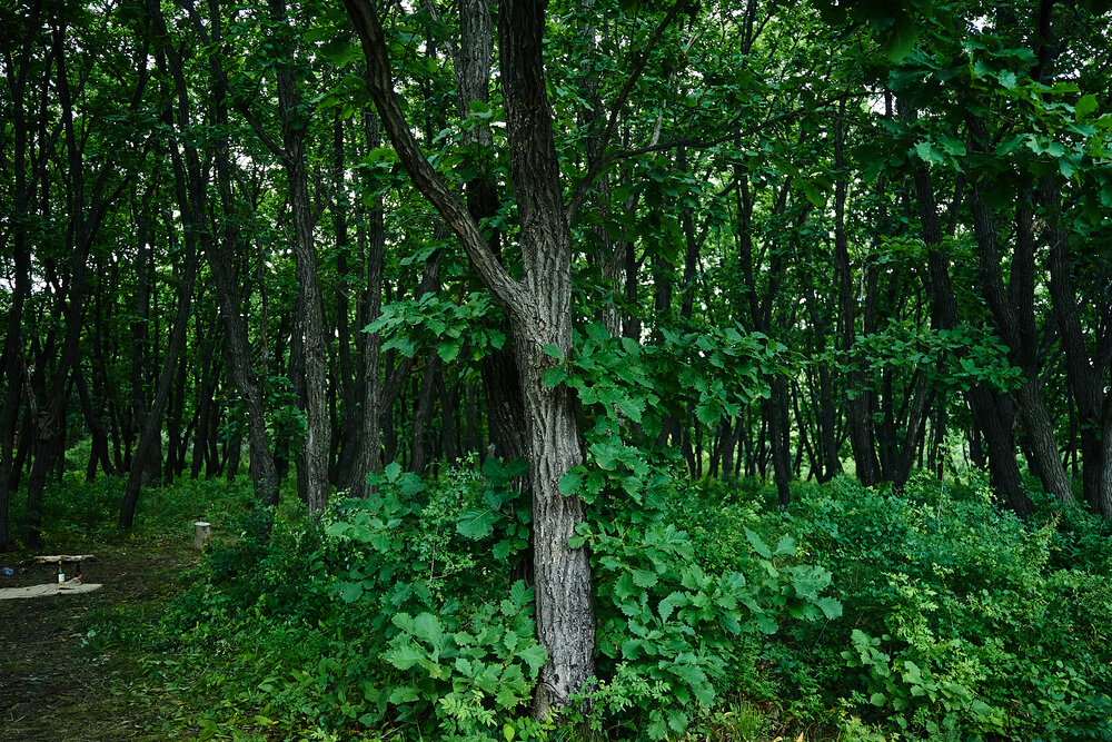 Photograph by Лариса Н