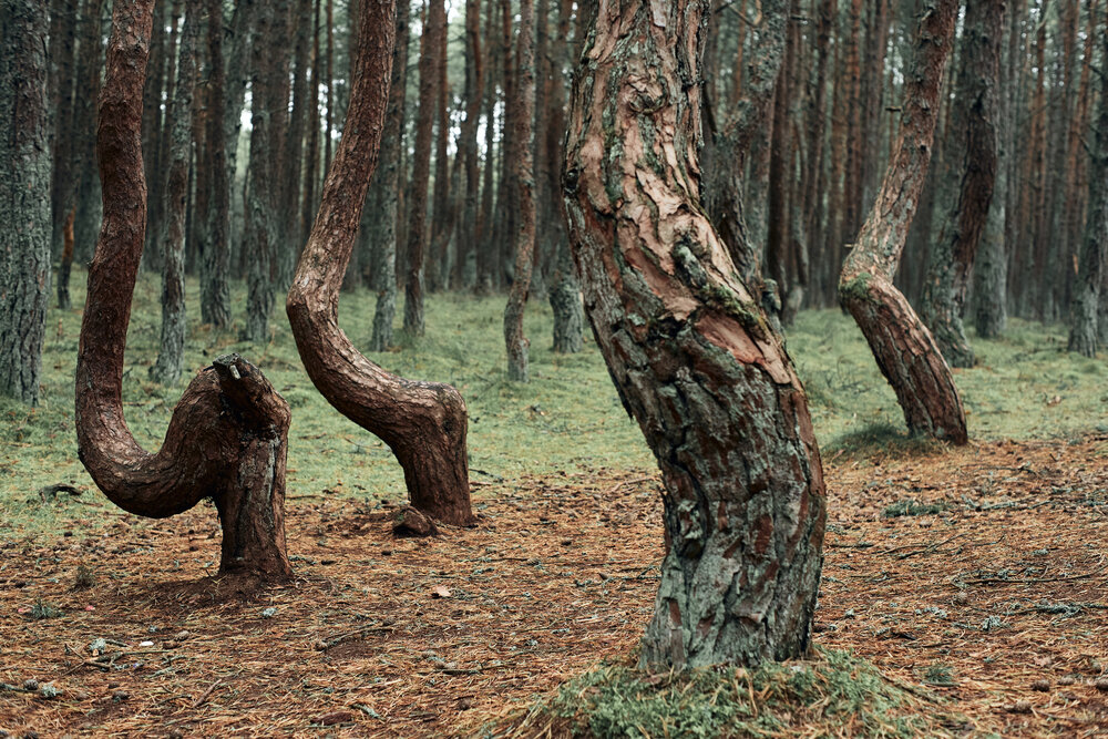 Photograph by Виктор Бабинцев
