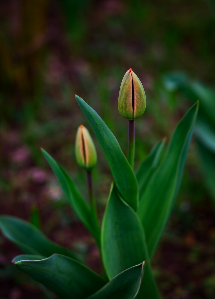 Photograph by Владимир Гамаюнов