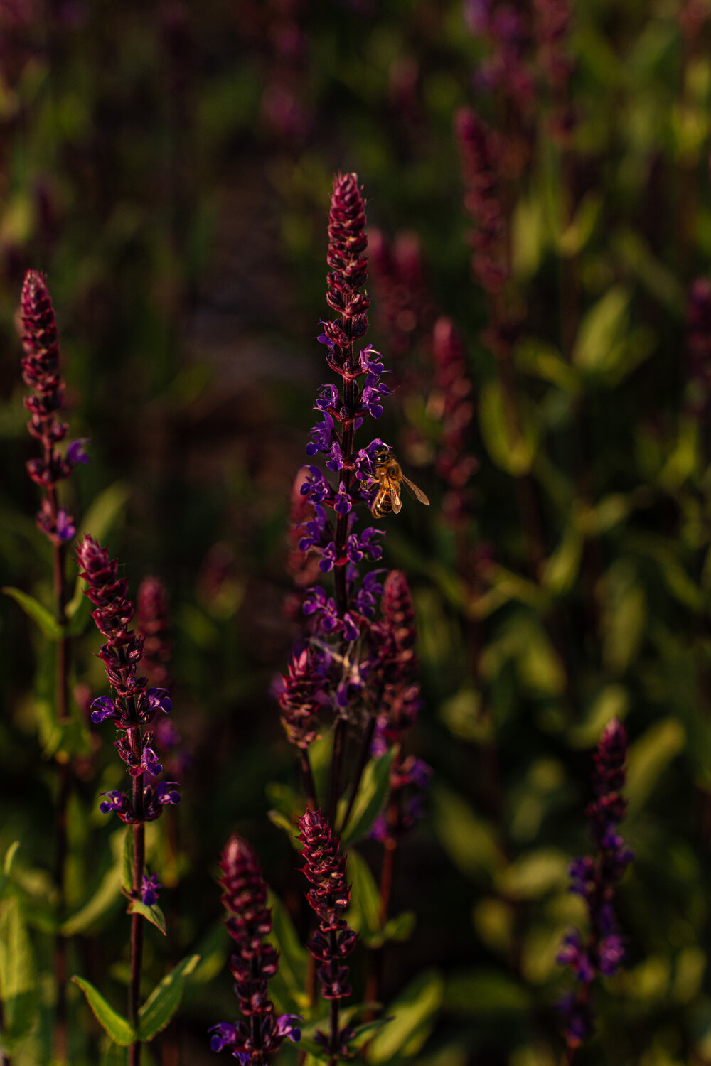 Photo #13880505