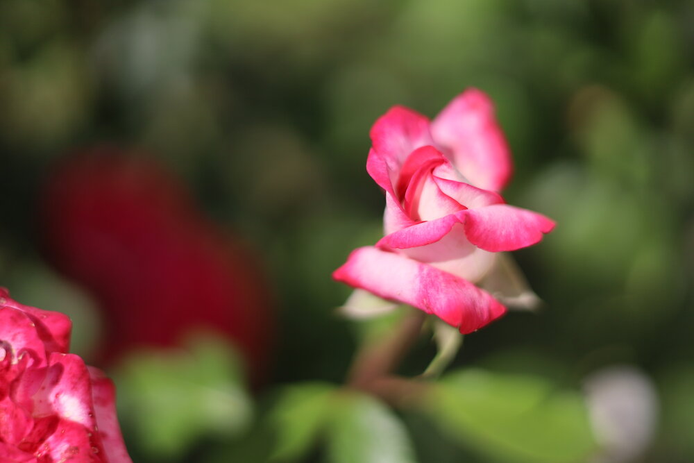 Photograph by Екатерина Горай