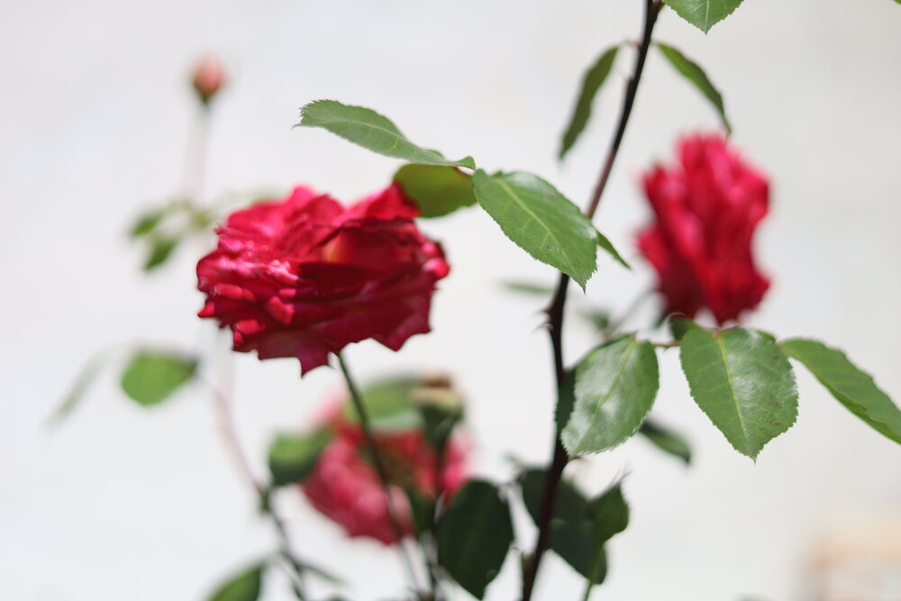Photograph by Екатерина Горай