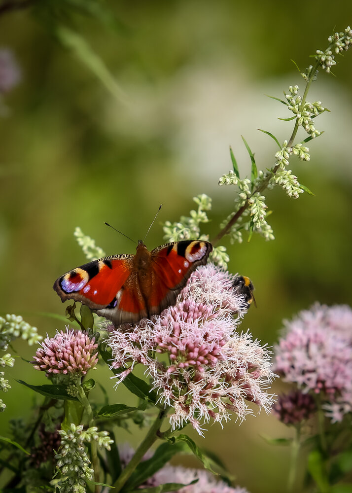 Photograph by Елена Болдырева