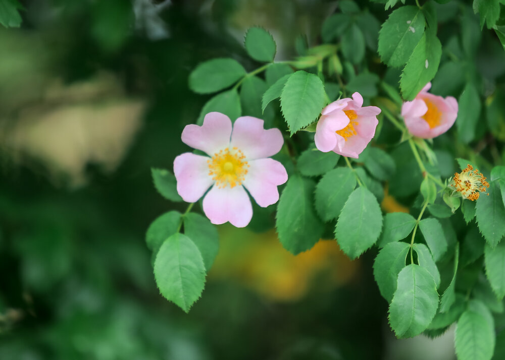 Photograph by Елена Болдырева