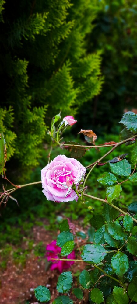 Photograph by Shima