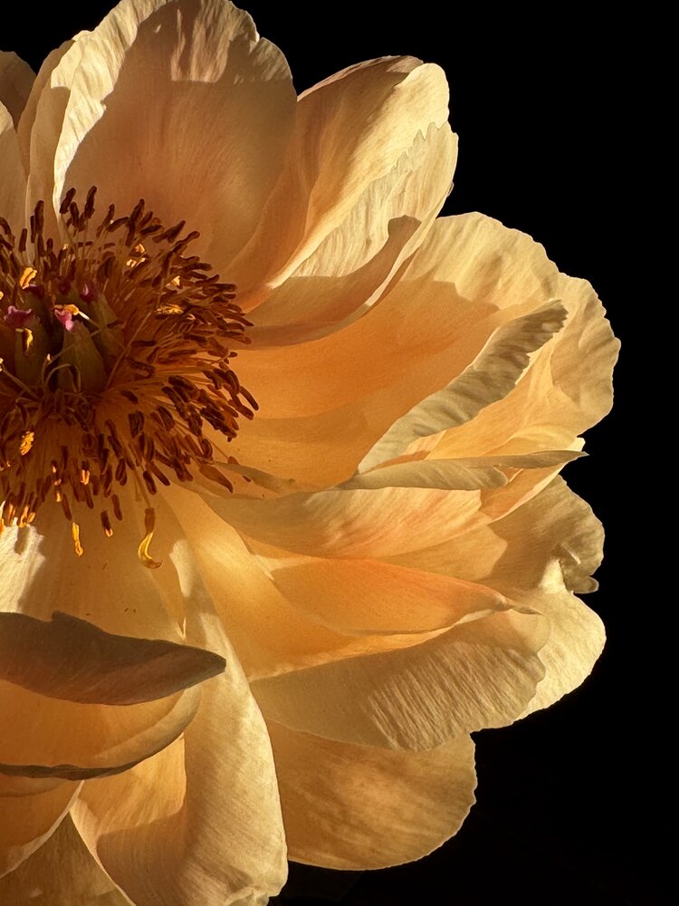Photograph by Жанна Колесникова