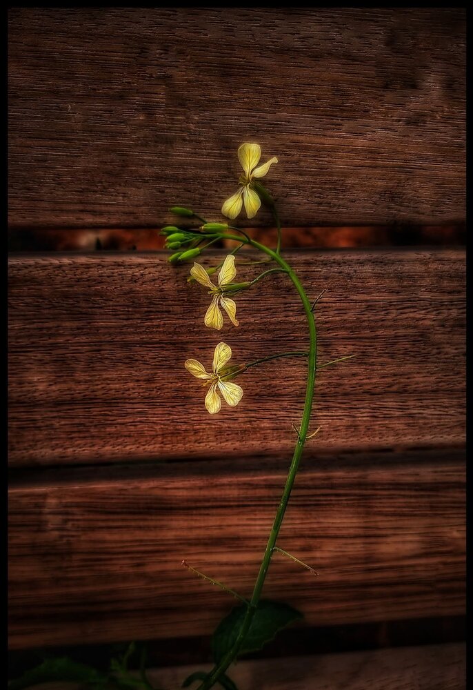 Photograph by Polina Svirida