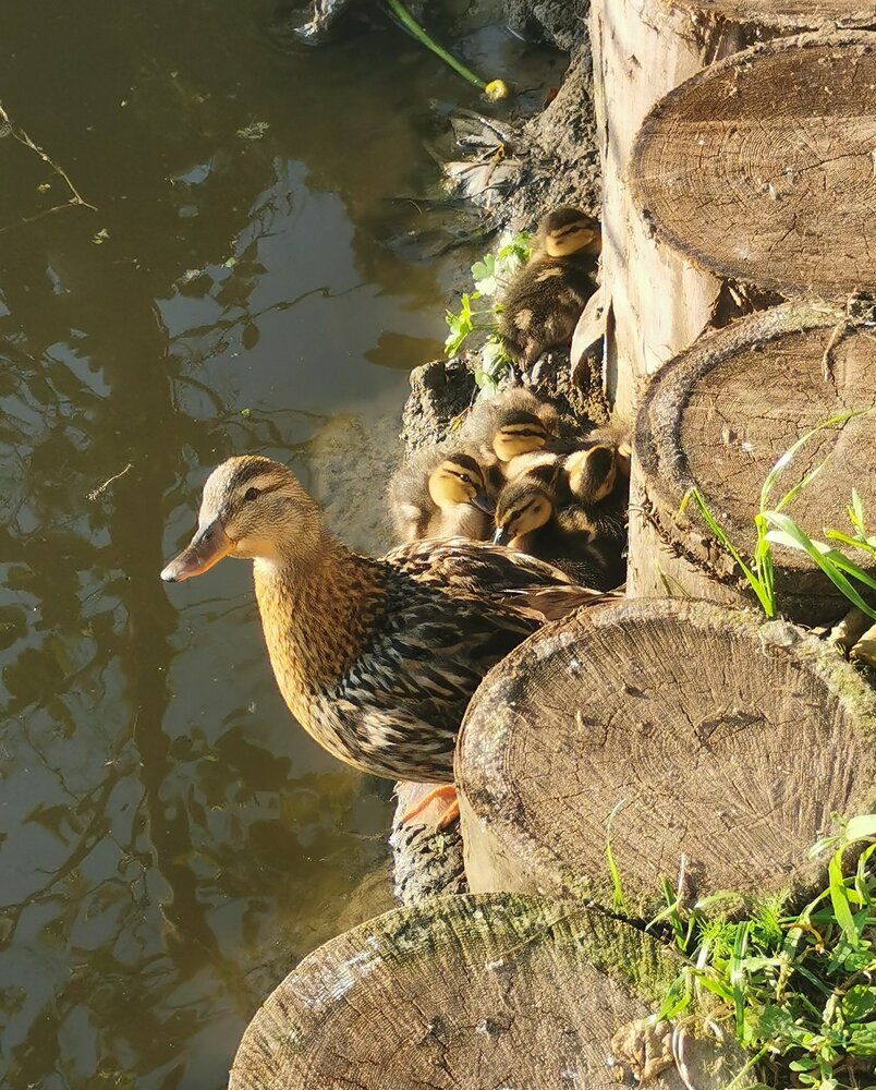 Photograph by Семенцова Юлия