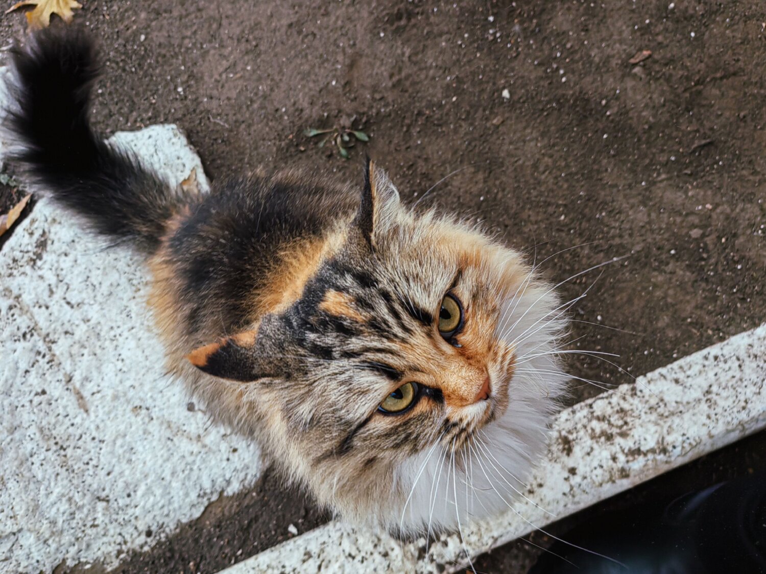 Photo #13880764