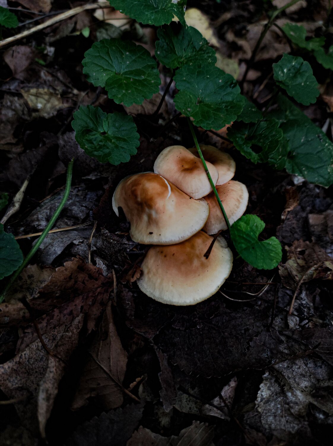 Photo #13880765