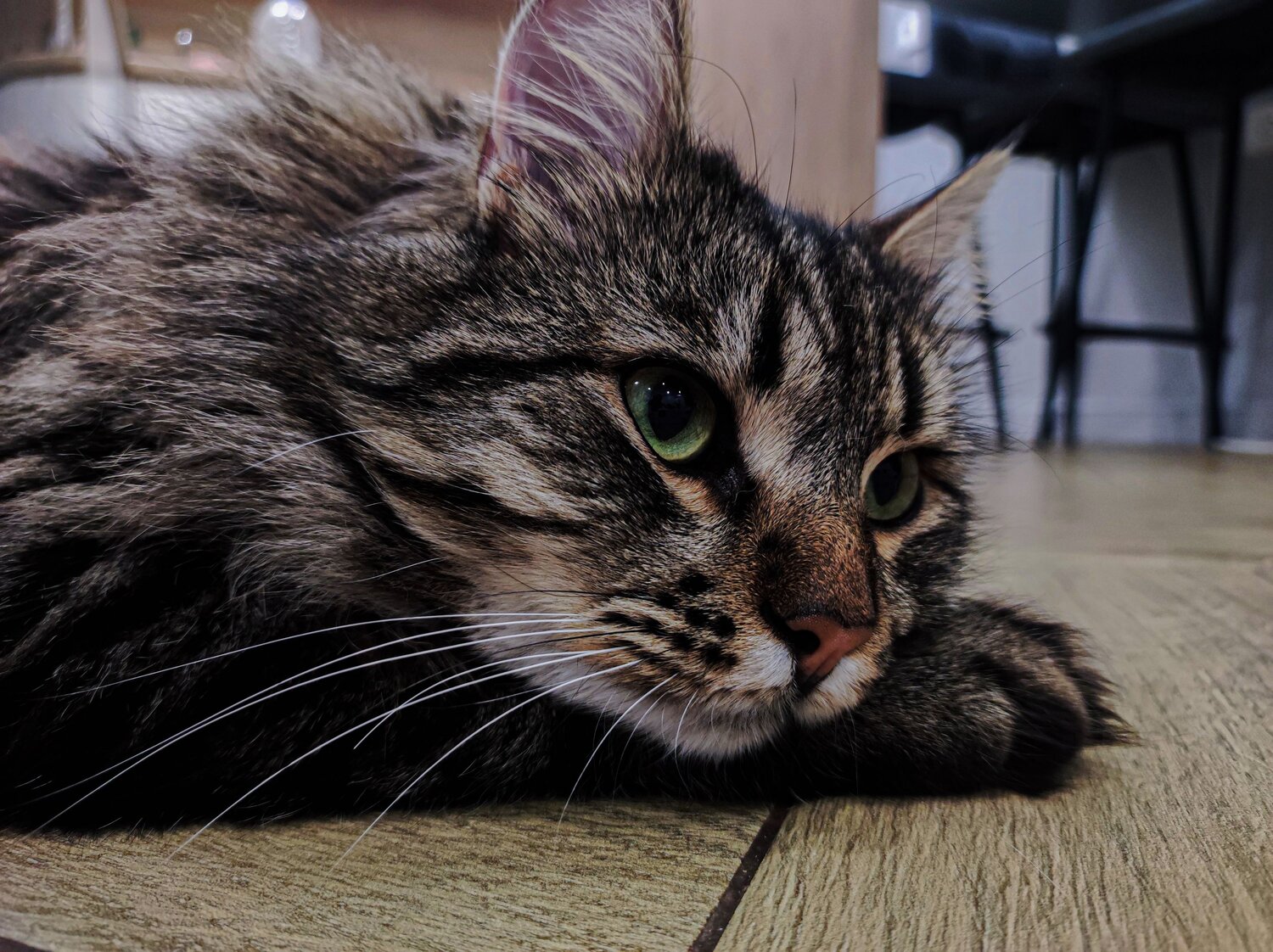 Photo #13880766