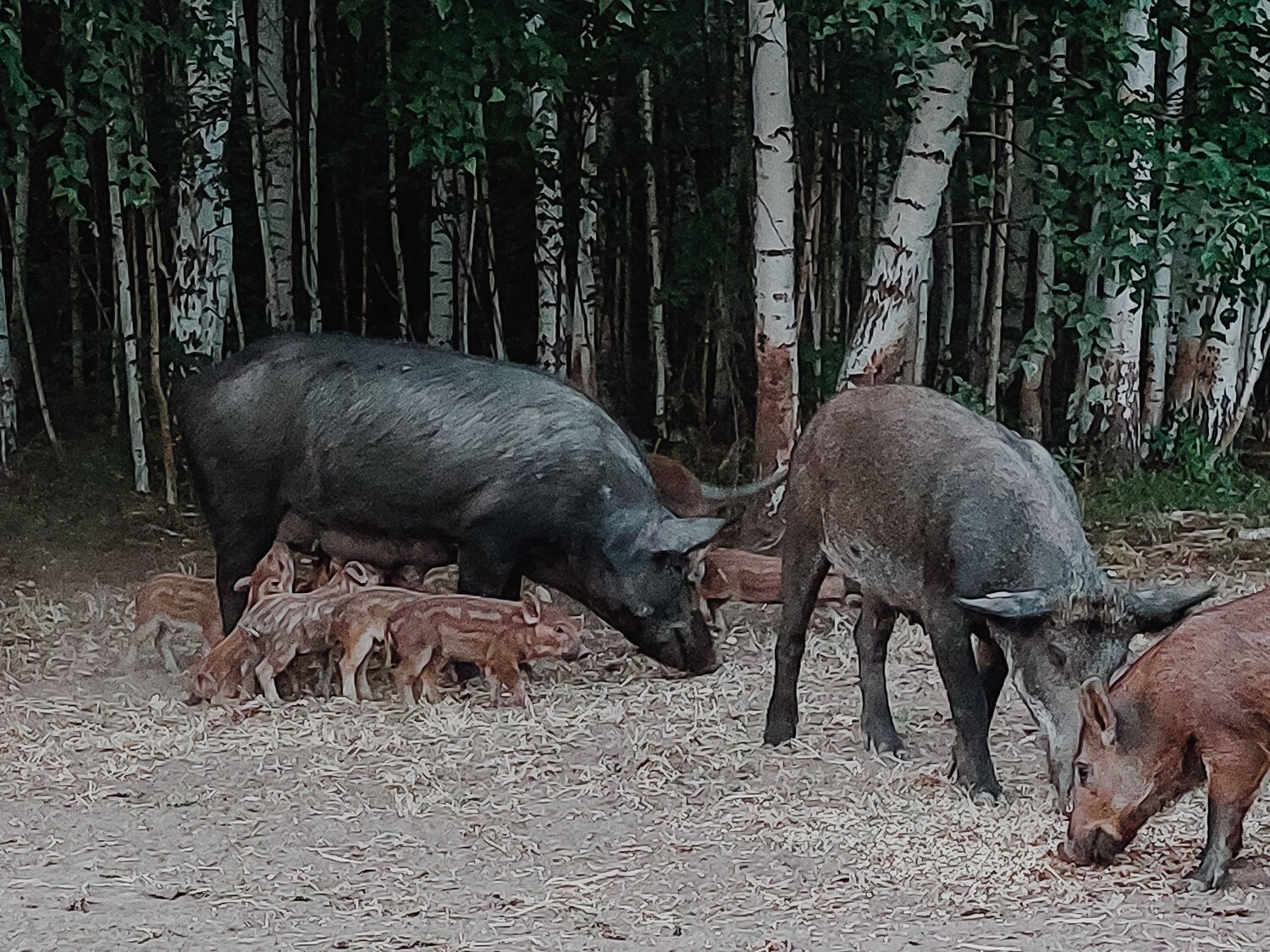 Photo #13880966