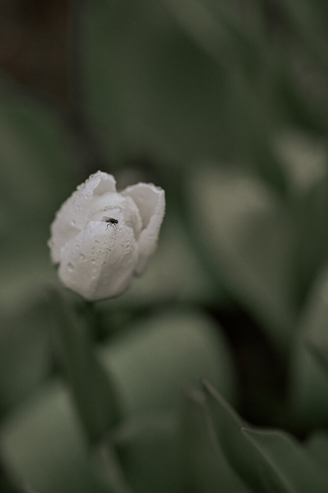 Photograph by Елизавета Шипулина
