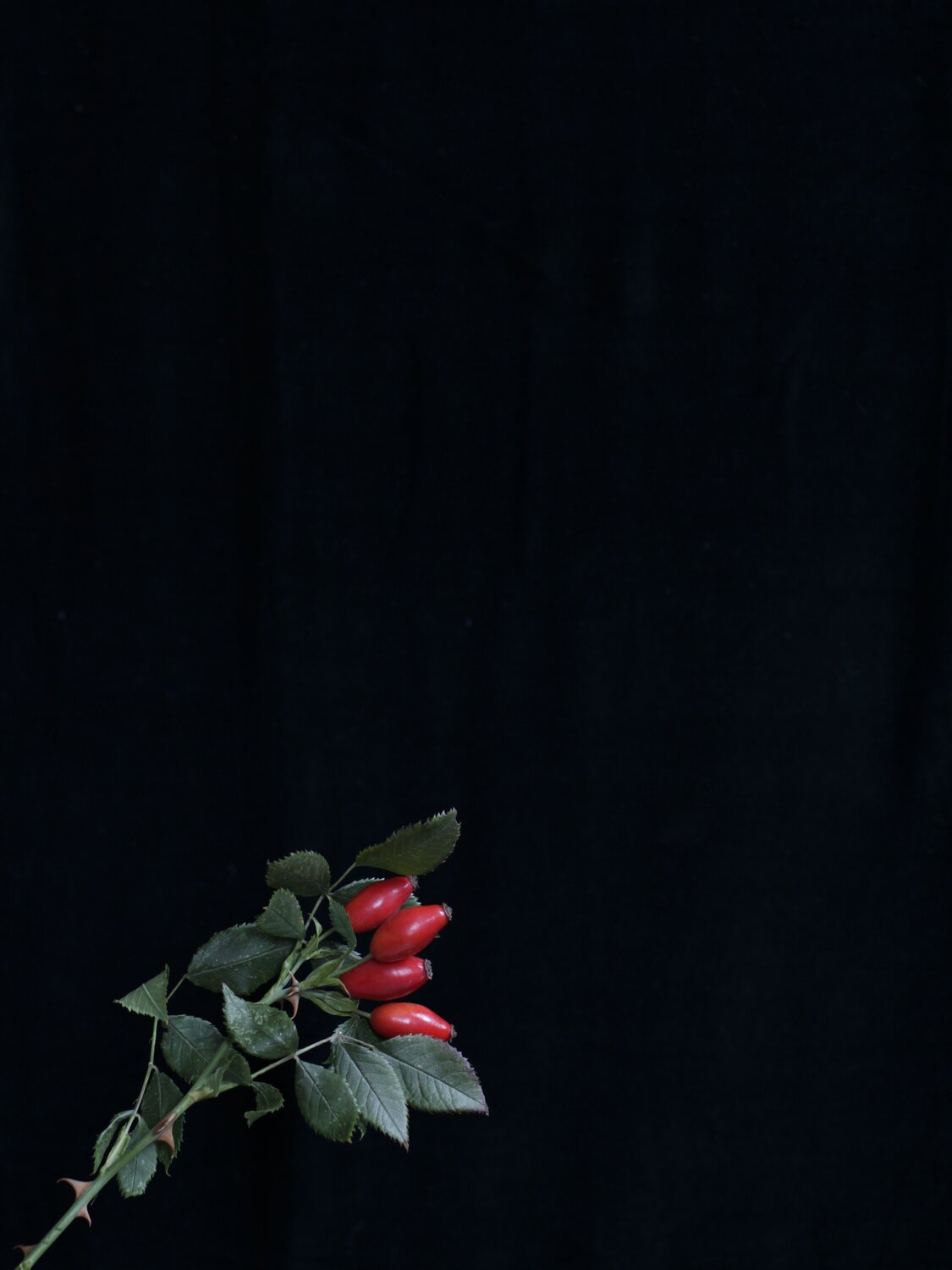 Photo #13881085