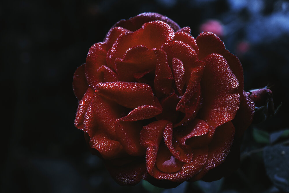 Photograph by Дмитрий Ткаченко