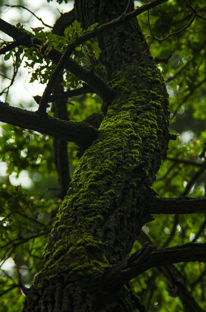 Photograph by Владислав Купчинский