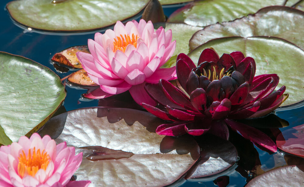 Photograph by Владимир Безбородов