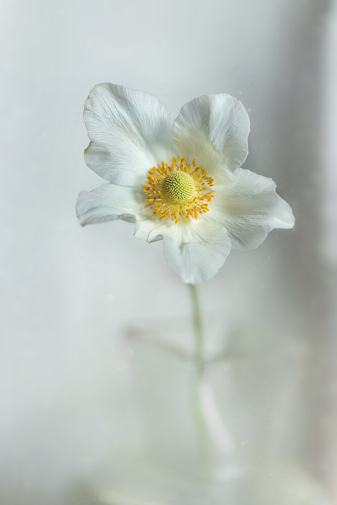 Anemone