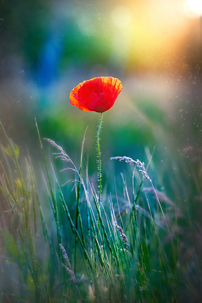Papaver