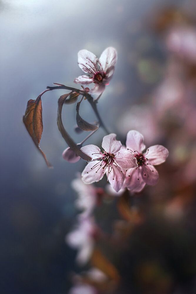 Pink twilight
