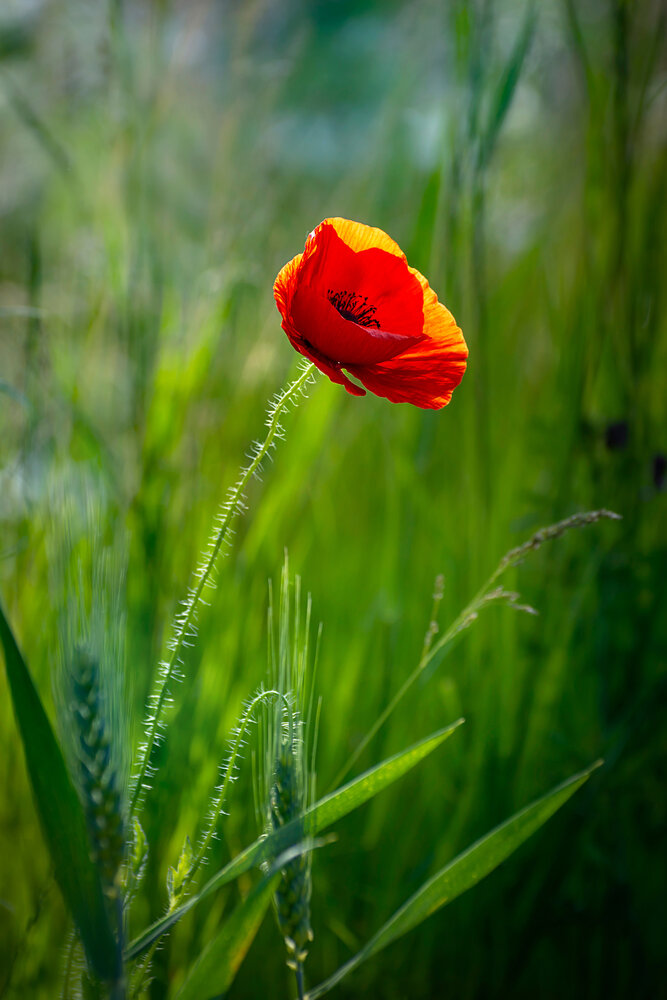 Papaver II.