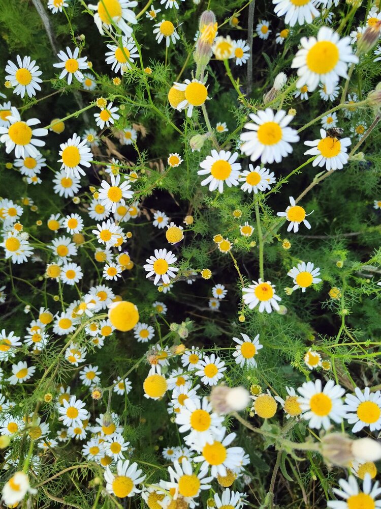 Photograph by Алла Ларина