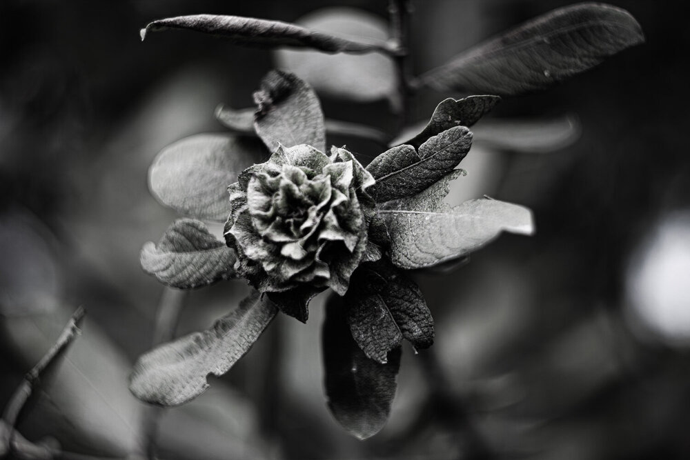 Photograph by Елена Андреева