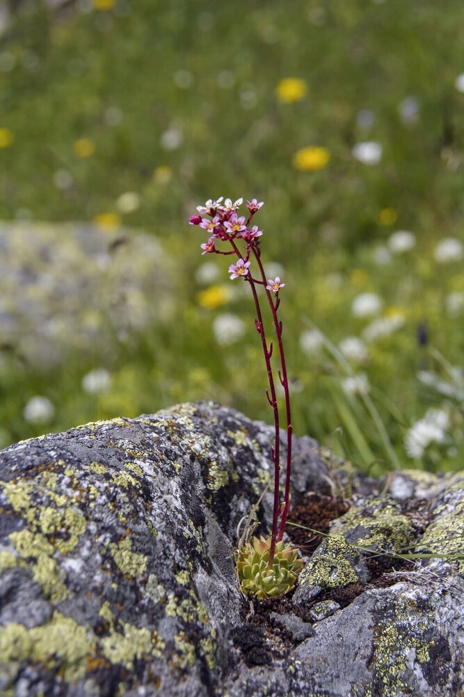 Photograph by Vladlen