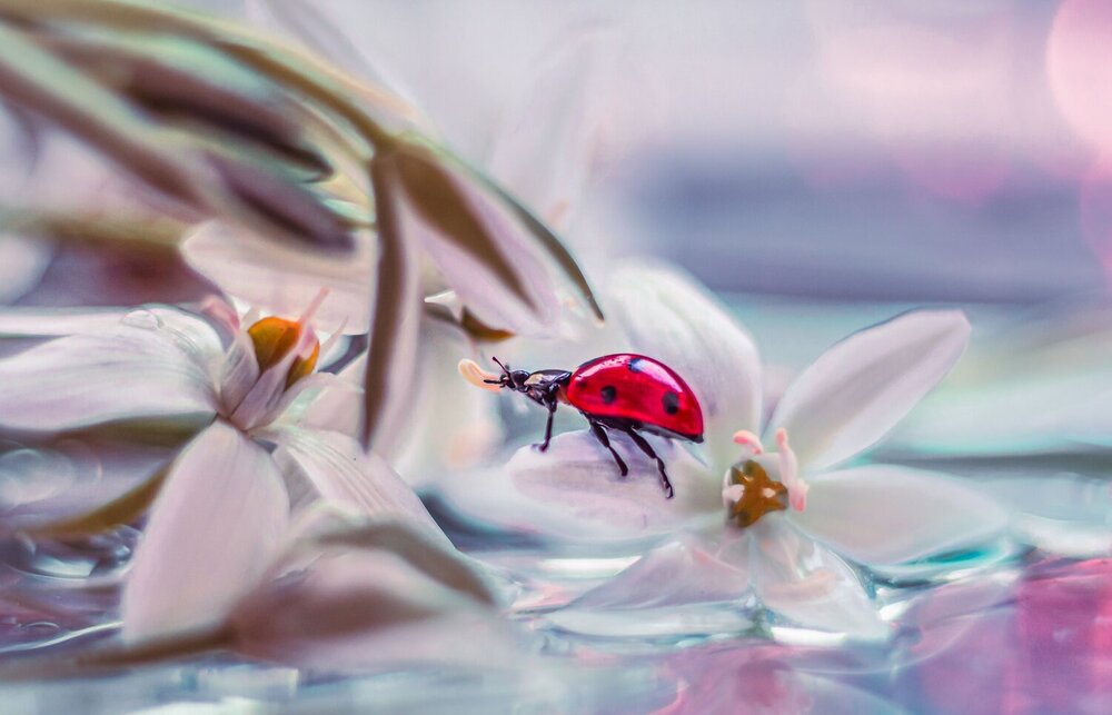 Photograph by Григорова Мария
